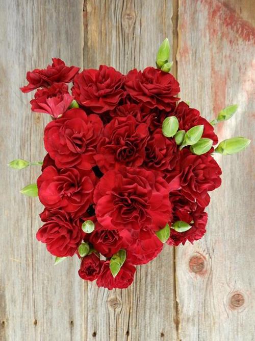 BURGUNDY MINI CARNATIONS